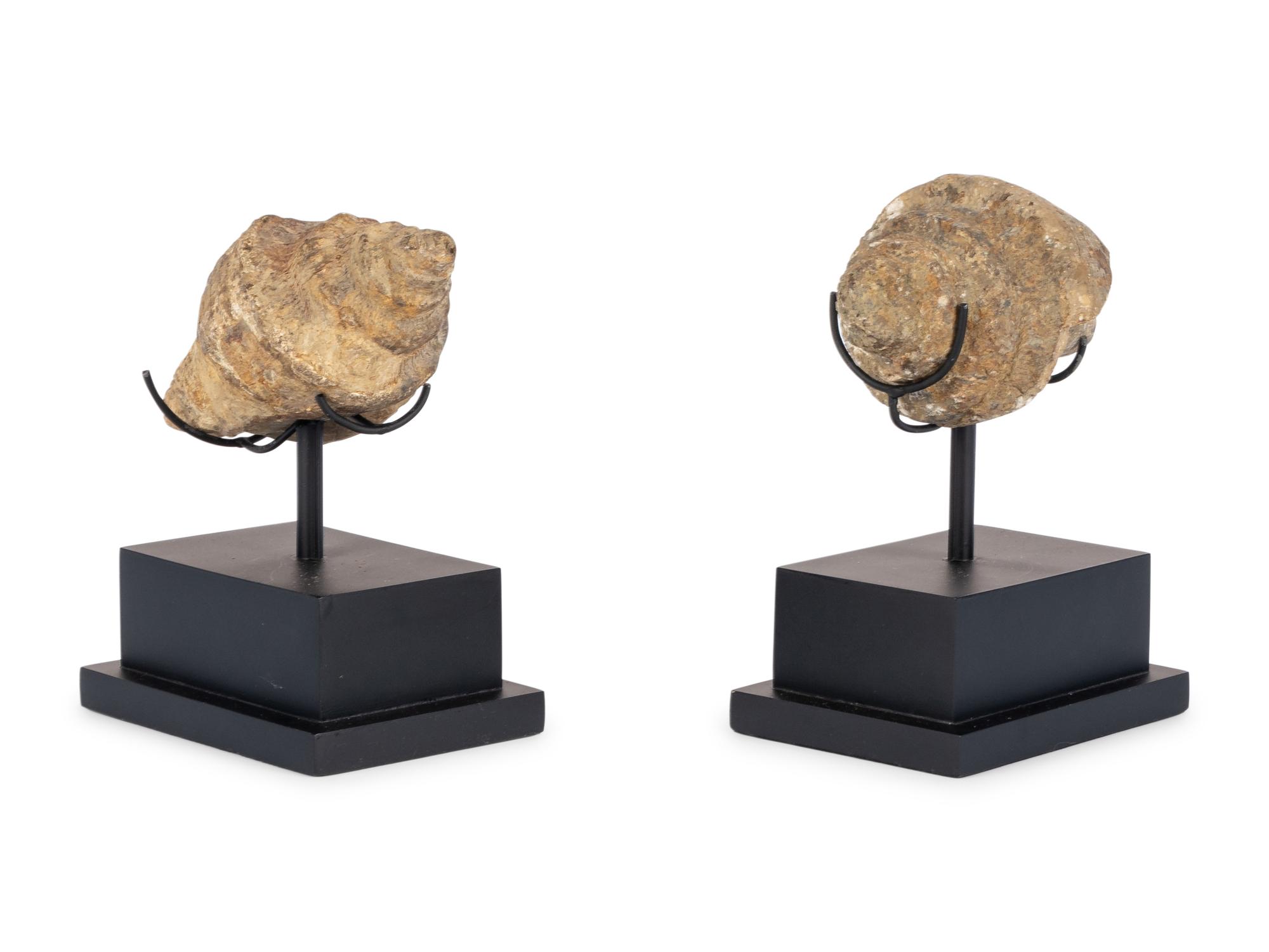 A Pair of Shell Fossil Specimens