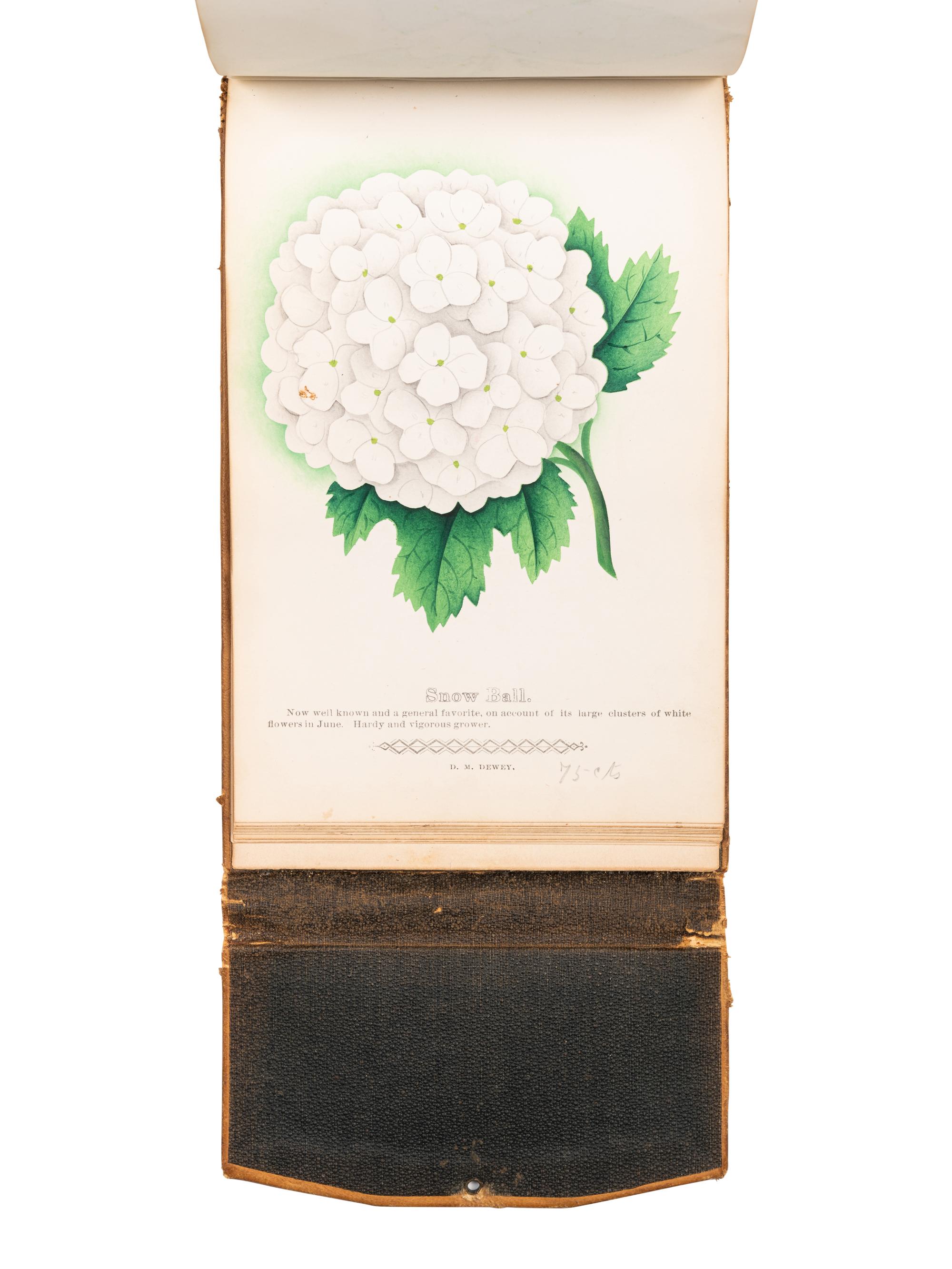 [SALESMAN'S CATALOGUE]. DEWEY, D. M. The Nurseryman's Specimen Book of American Horticulture and Floriculture, Fruits, Flowers, Ornamental Trees, Shrubs, Roses, &c . N.p., n.d. [ca 1880s?].