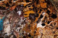 Fossilized Collawood