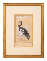 Four Indian and Islamic Miniature Paintings Depicting Birds