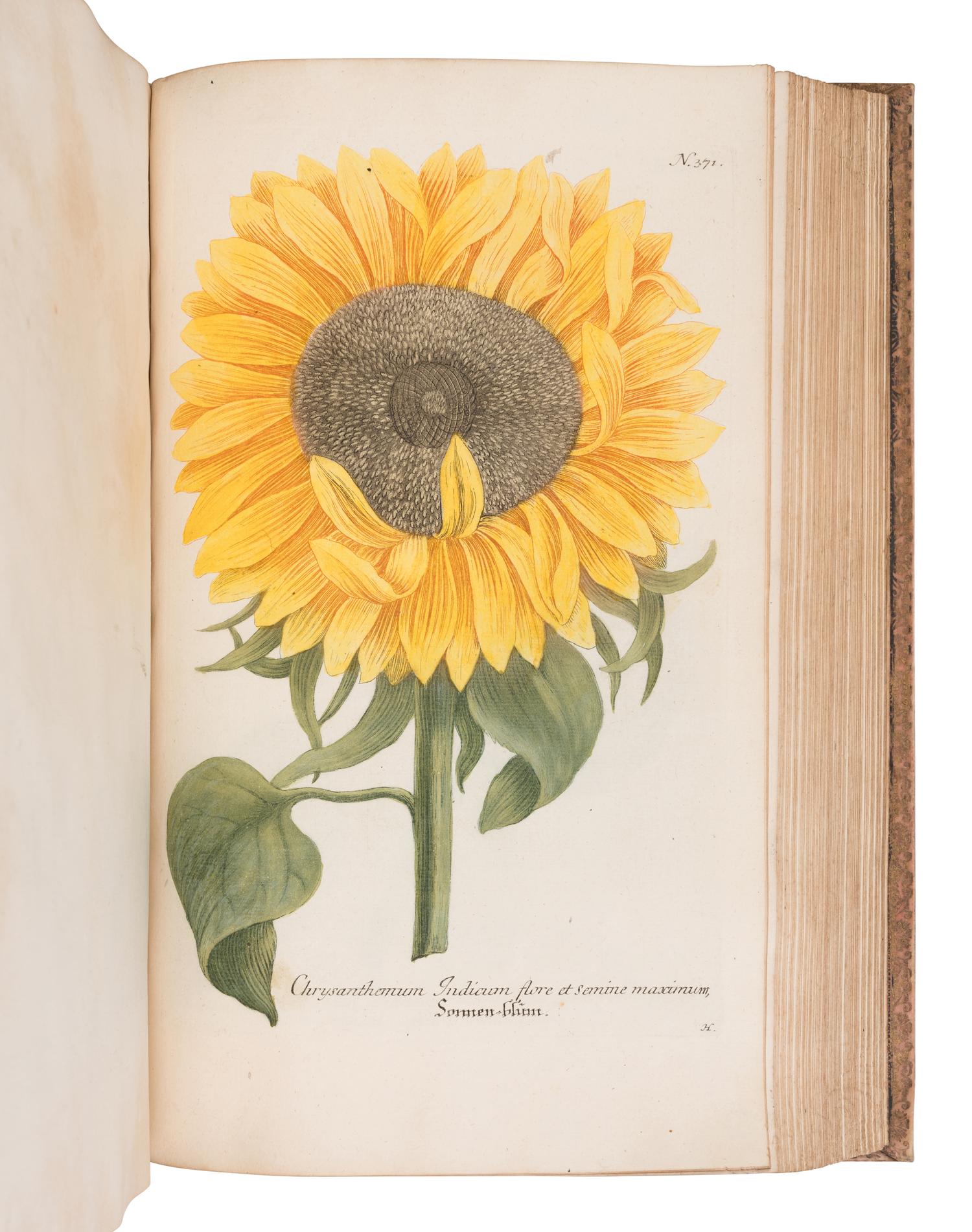 [NATURAL HISTORY]. WEINMANN, Johann Wilhelm (1683-1741). Phytanthoza - Iconographia, oder eigentliche Vorstellung etlicher tausend, wo wohl einheimisch als Ausländischer…. Regensburg: Hieronymo Lenz, 1739.