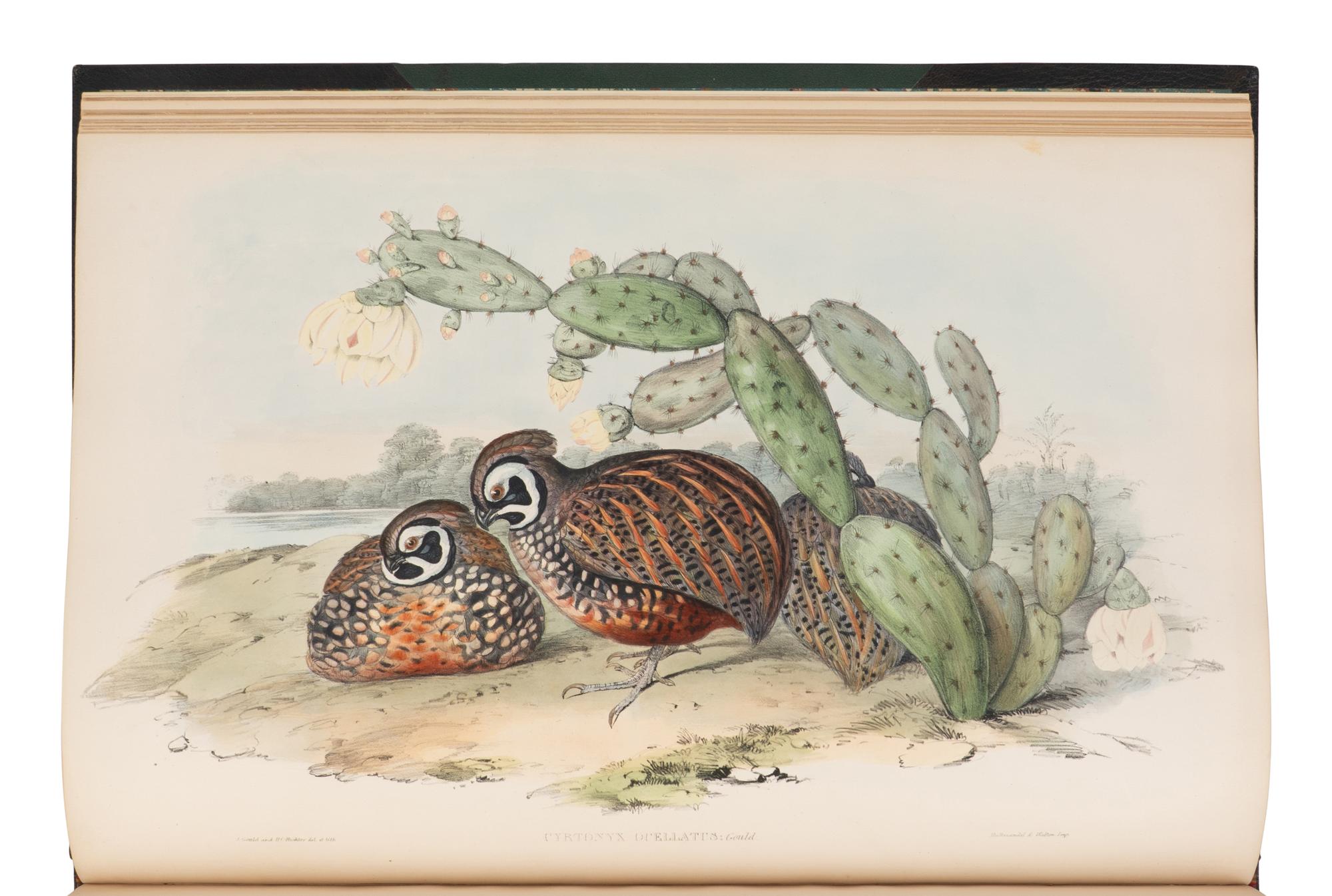 GOULD, John (1804-1881). A Monograph of the Odontophorinae, or Partridges of America . London: Richard & John E. Taylor for the Author, [1844-] 1850.