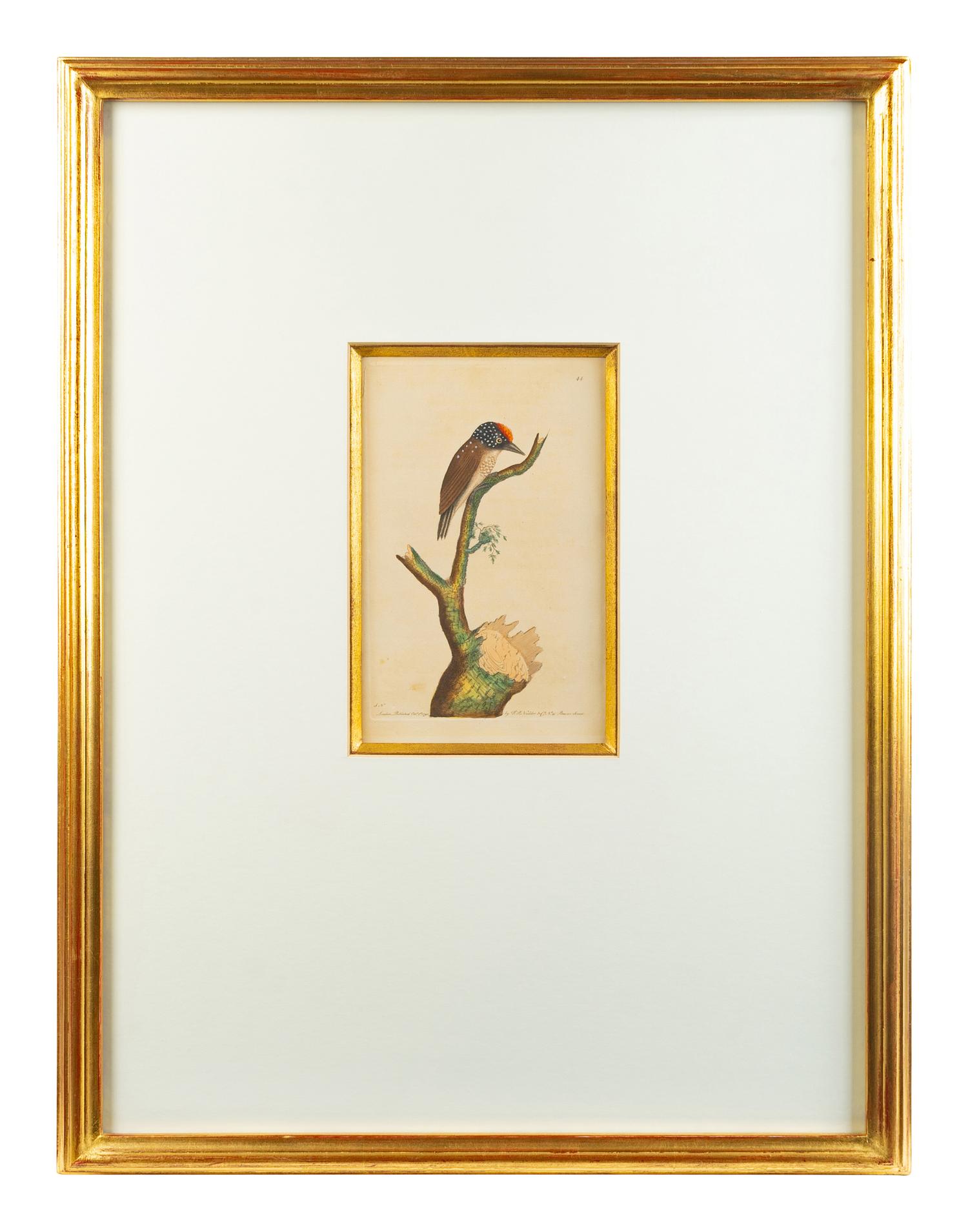 A Set of Four Hand-Colored Orinithological Engravings After Frederick Nodder — 19TH CENTURY