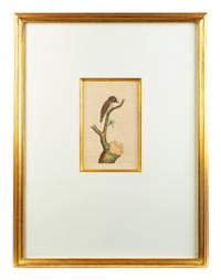 A Set of Four Hand-Colored Orinithological Engravings After Frederick Nodder — 19TH CENTURY