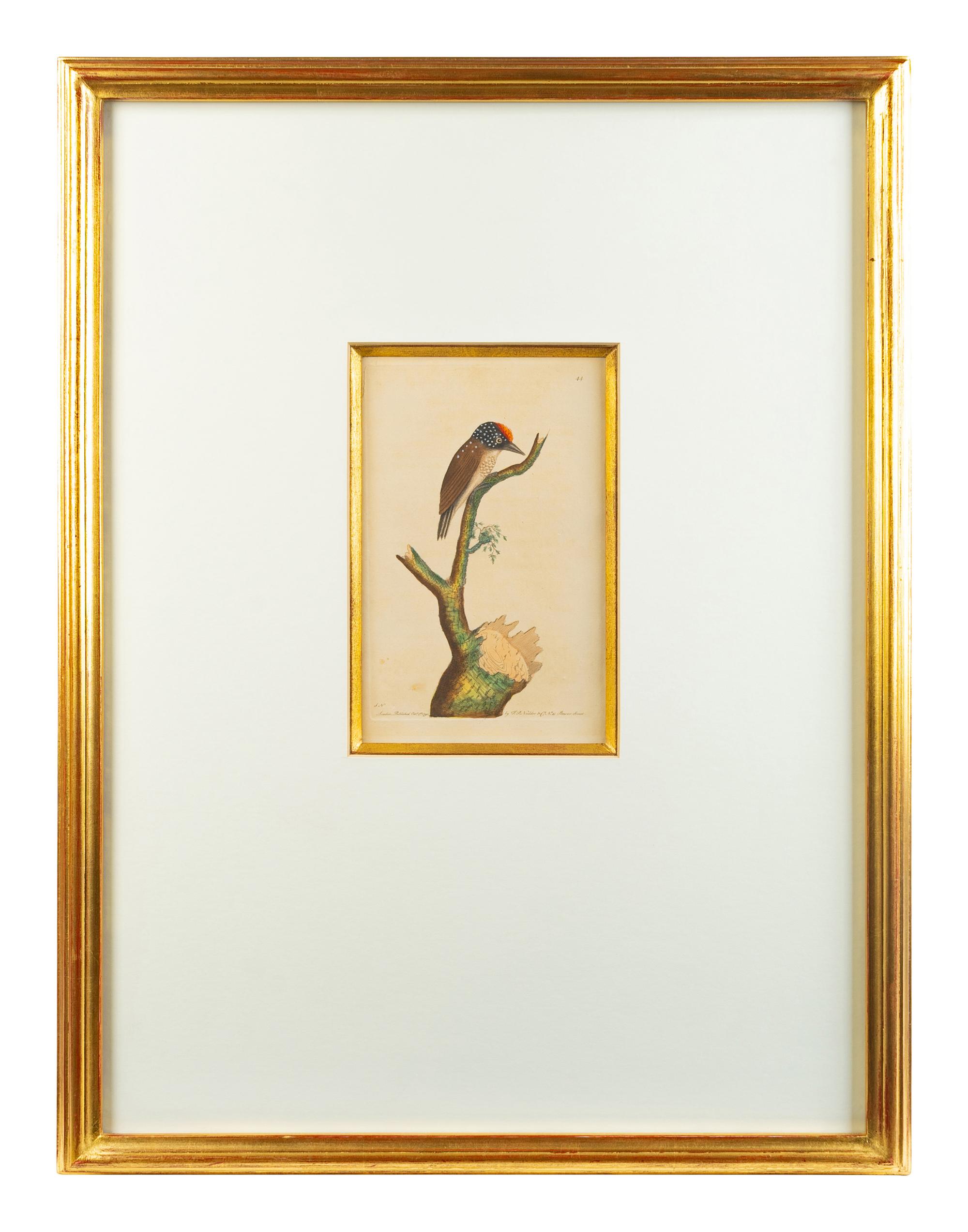A Set of Four Hand-Colored Orinithological Engravings After Frederick Nodder — 19TH CENTURY
