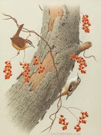 Group of Nine Works, American Bird Series, 1988