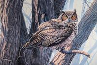 Great Horned Owl