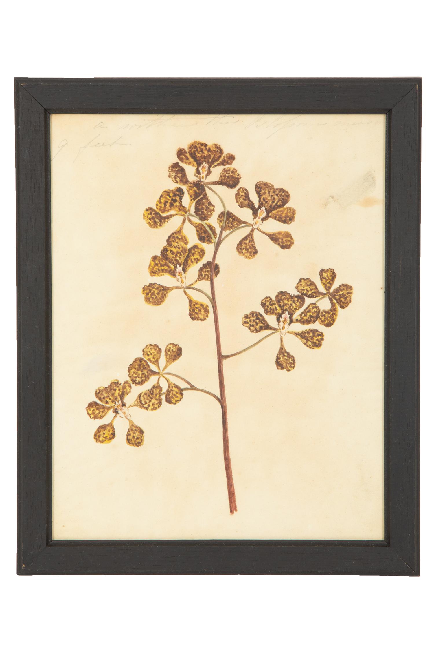 A Set of Eighteen Framed English Botanical Watercolor Illustrations
