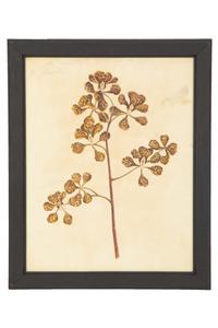 A Set of Eighteen Framed English Botanical Watercolor Illustrations
