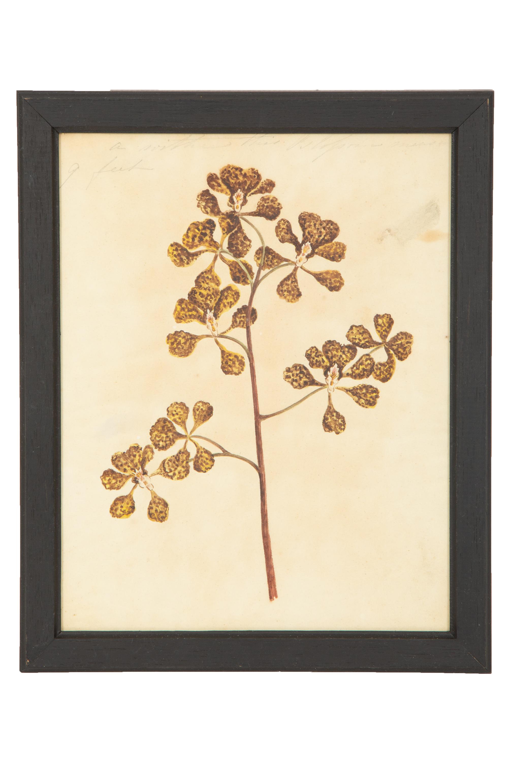 A Set of Eighteen Framed English Botanical Watercolor Illustrations