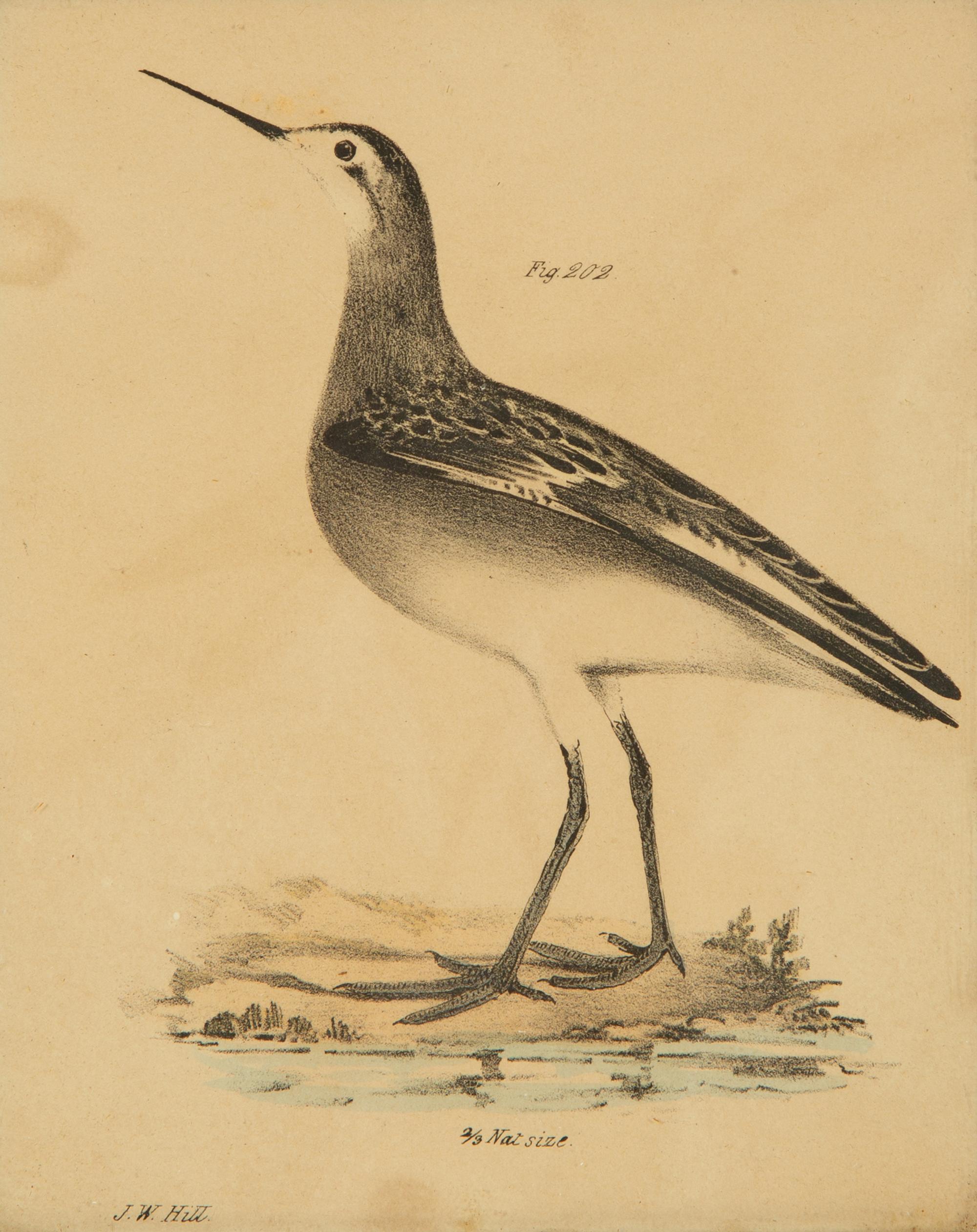 A Group of Eight Framed Ornithological Prints — 19TH/20TH CENTURY