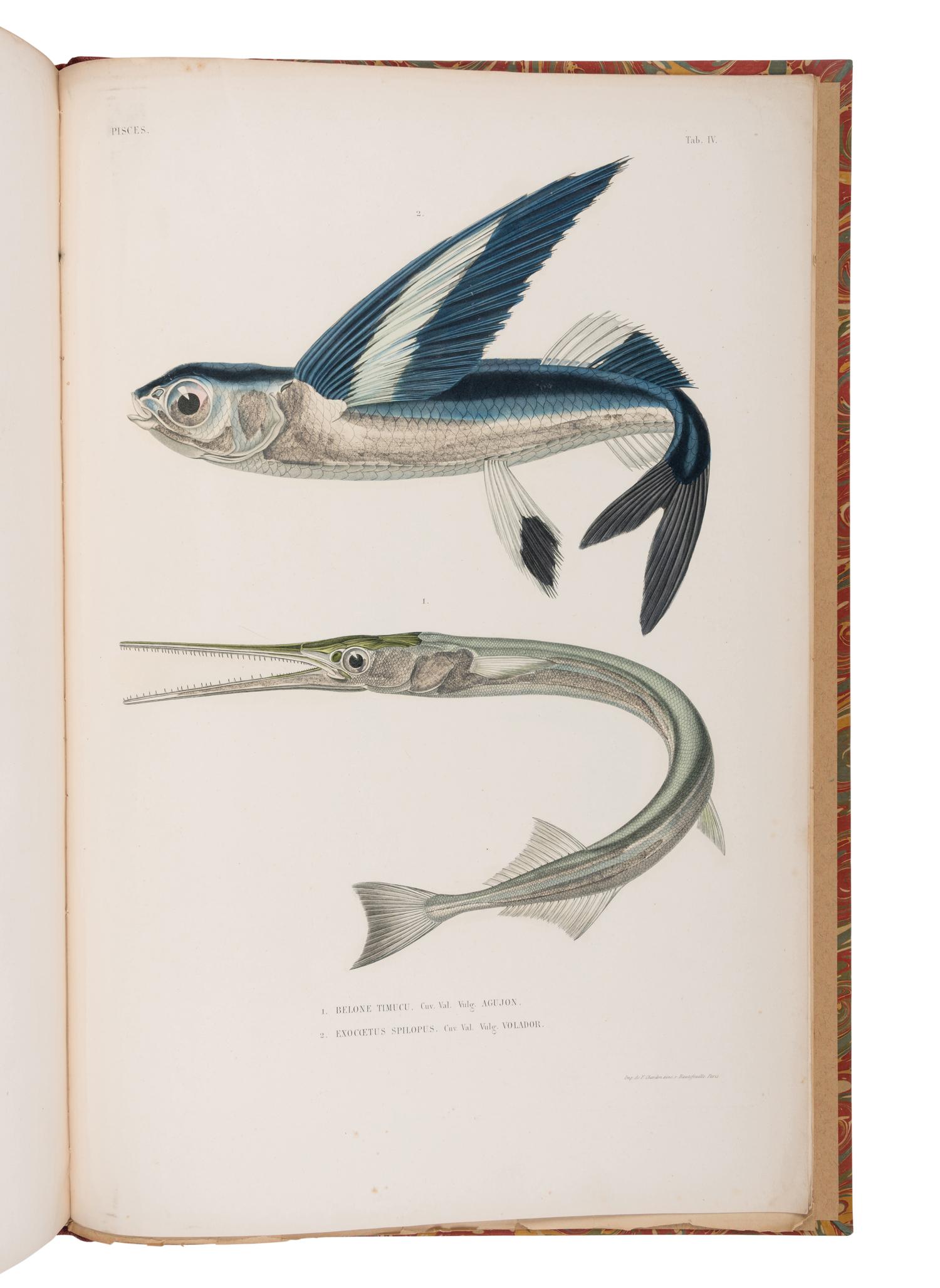 SAGRA, Ramón de la (1798-1871). Historia Fiscia, Politica y natural la Isla de Cuba . Paris: Arthus Bertrand, 1853.