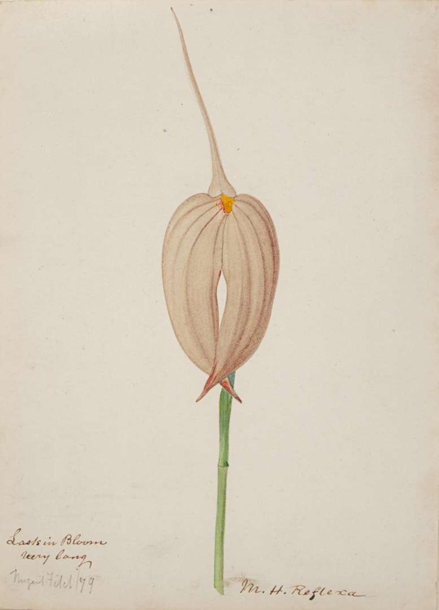 Walter Hood Fitch (English, 1817-1892), A Group of Three Botanical Watercolor Drawings, dated 1879-1880