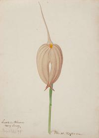 Walter Hood Fitch (English, 1817-1892), A Group of Three Botanical Watercolor Drawings, dated 1879-1880