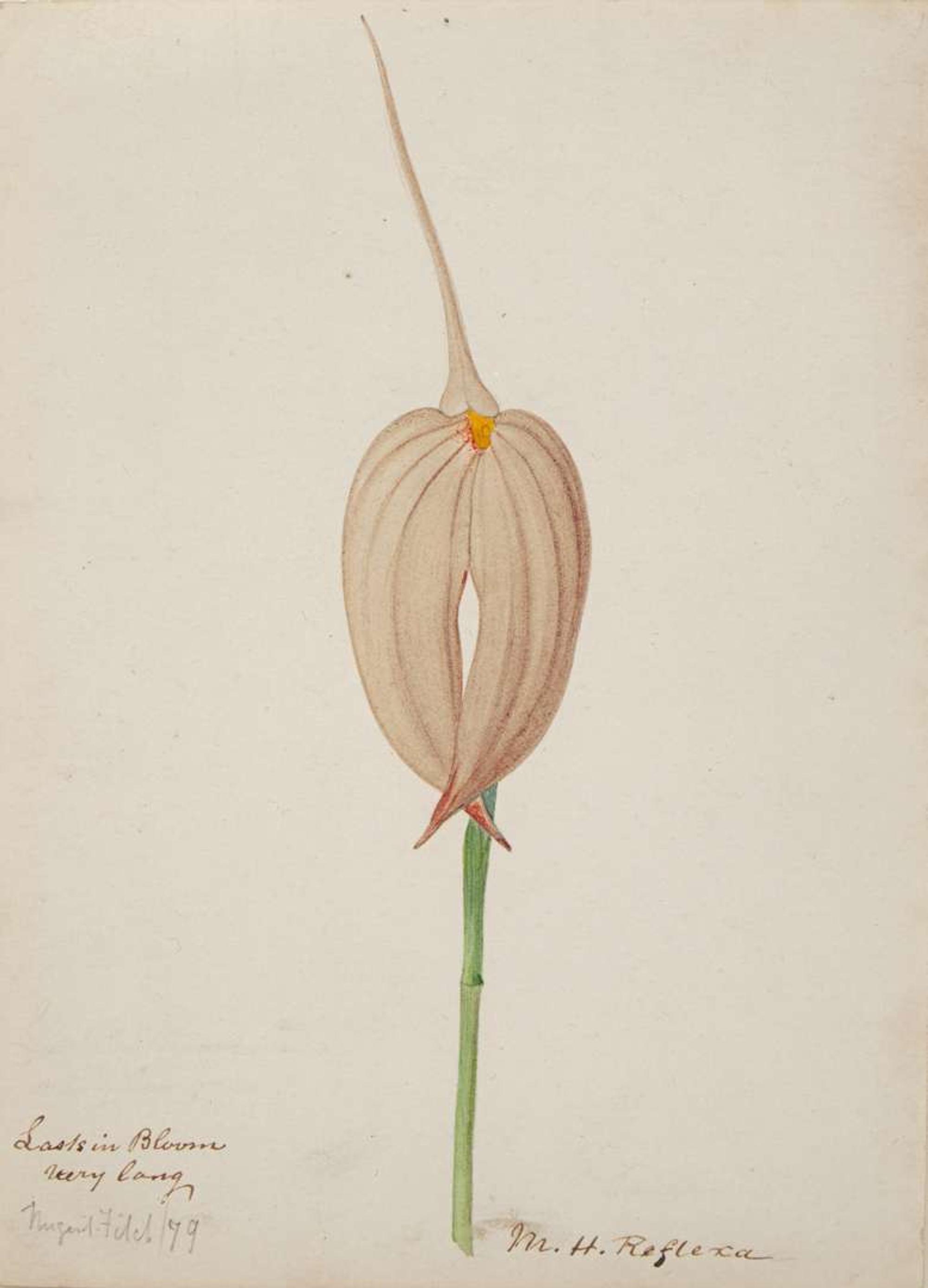 Walter Hood Fitch (English, 1817-1892), A Group of Three Botanical Watercolor Drawings, dated 1879-1880