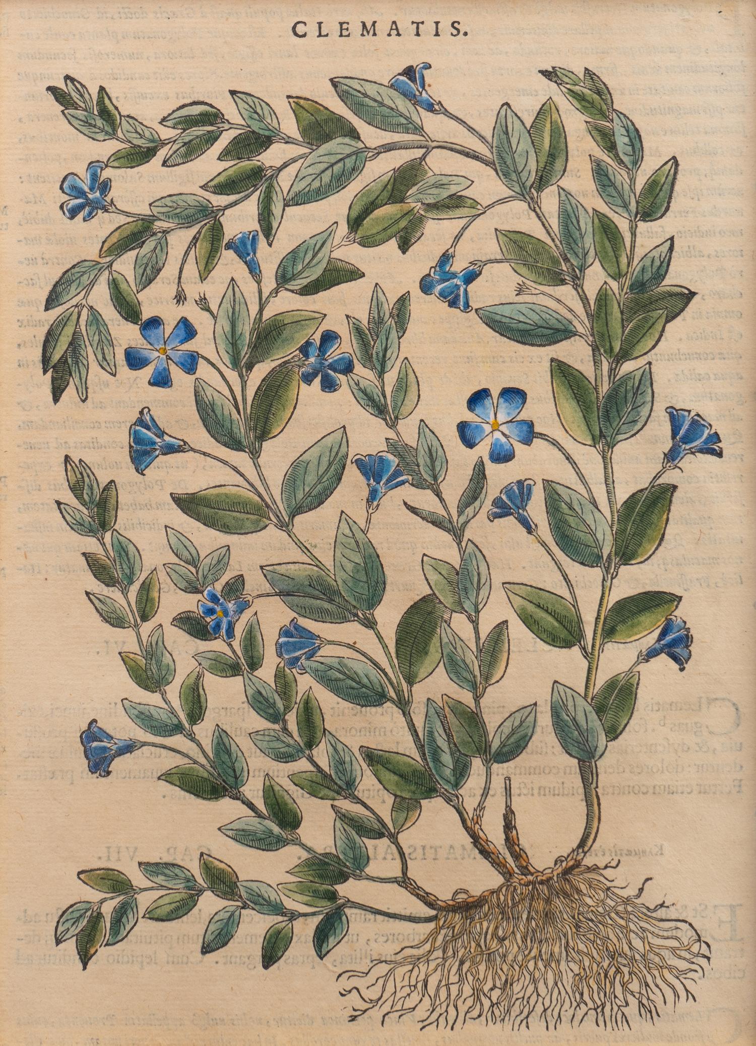 A Group of Eight Hand Colored Engravings Possibly After Matthias de l'Obel — 19TH CENTURY