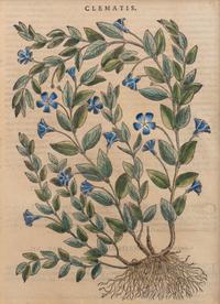 A Group of Eight Hand Colored Engravings Possibly After Matthias de l'Obel — 19TH CENTURY
