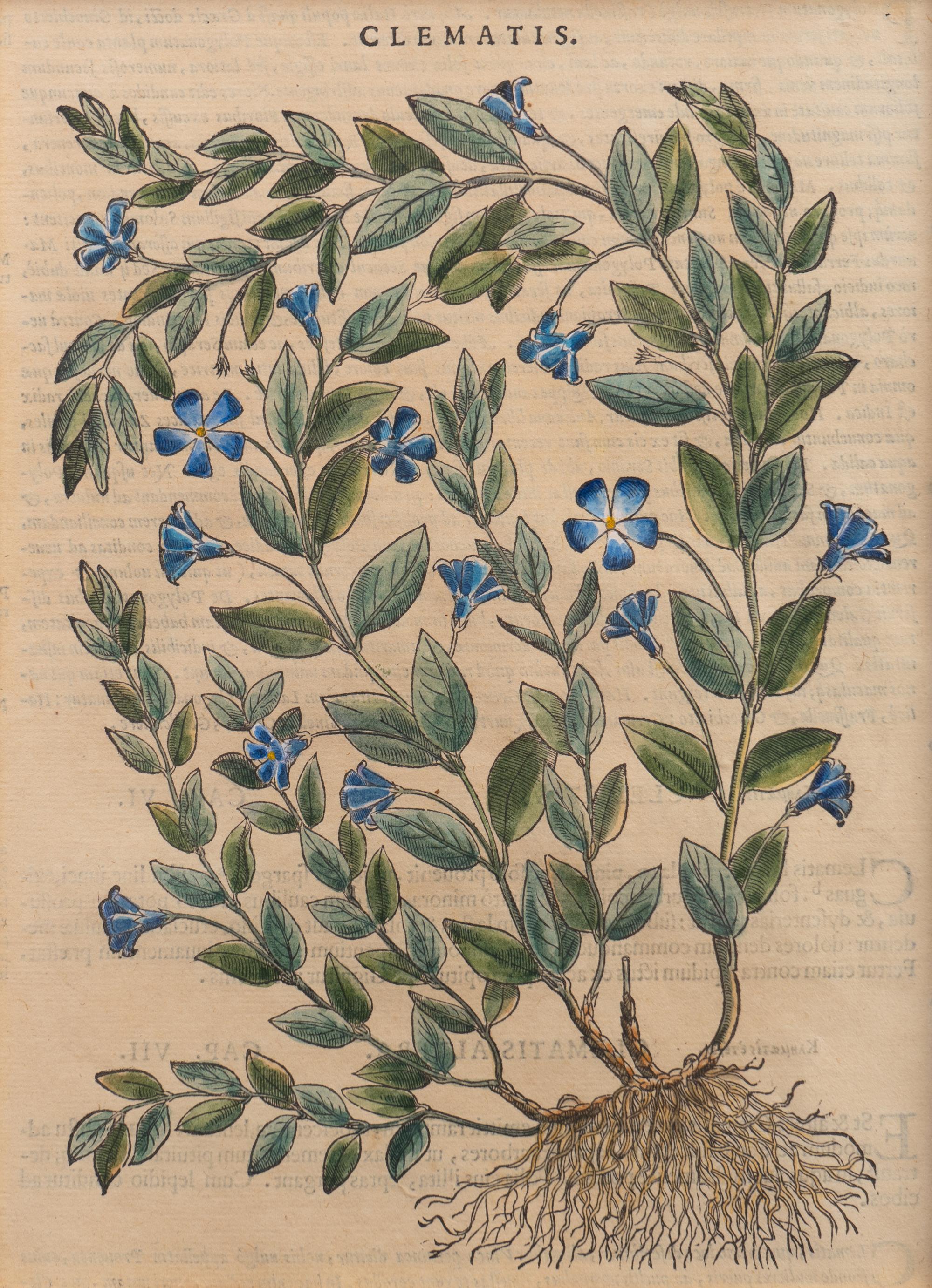 A Group of Eight Hand Colored Engravings Possibly After Matthias de l'Obel — 19TH CENTURY