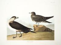 (AUDUBON, JOHN JAMES, after) HAVELL, ROBERT. Richardson's Jager. Engraving w/hand-coloring from The Birds of America, J. Whatman, 1835.