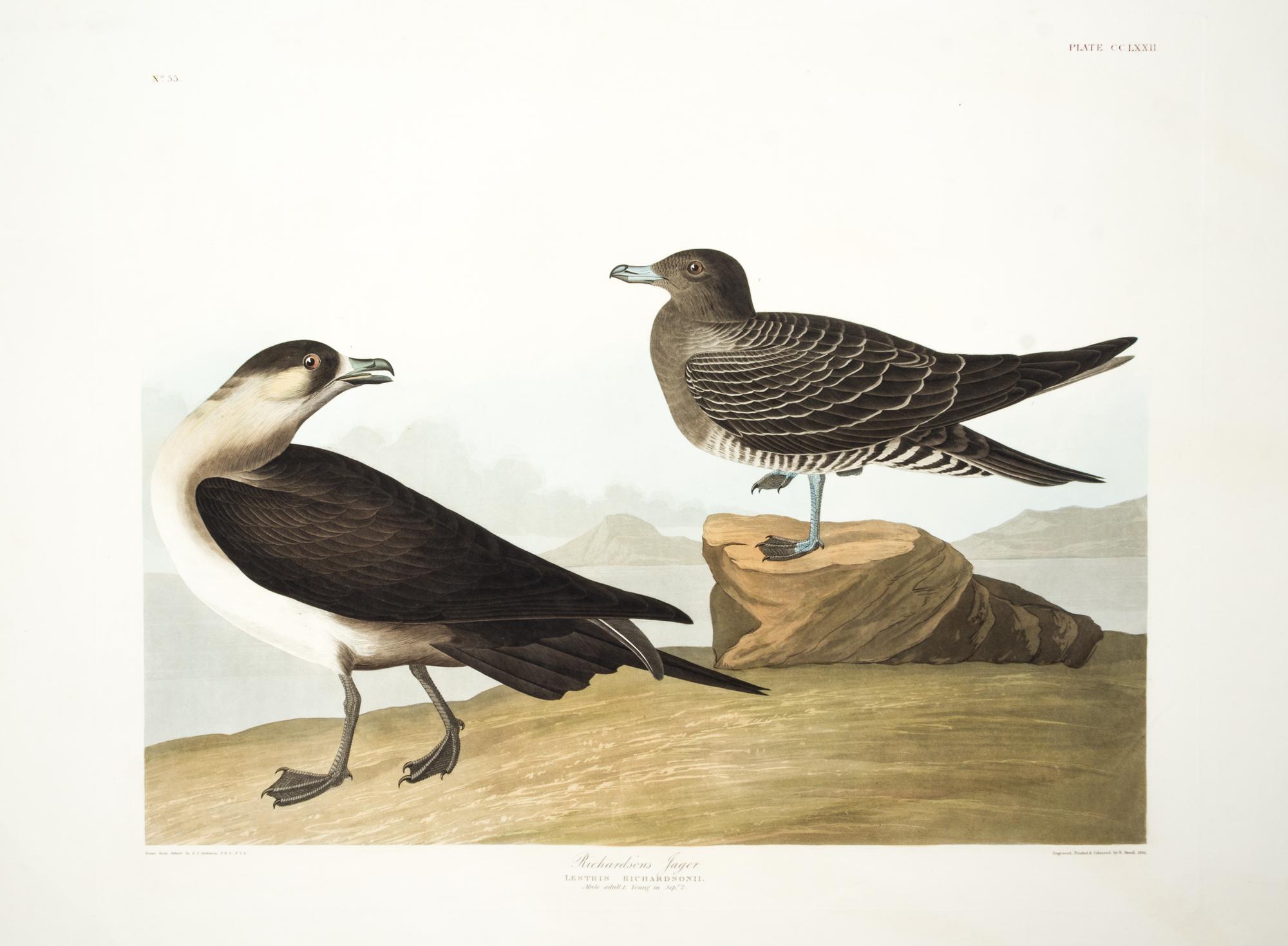 (AUDUBON, JOHN JAMES, after) HAVELL, ROBERT. Richardson's Jager. Engraving w/hand-coloring from The Birds of America, J. Whatman, 1835.