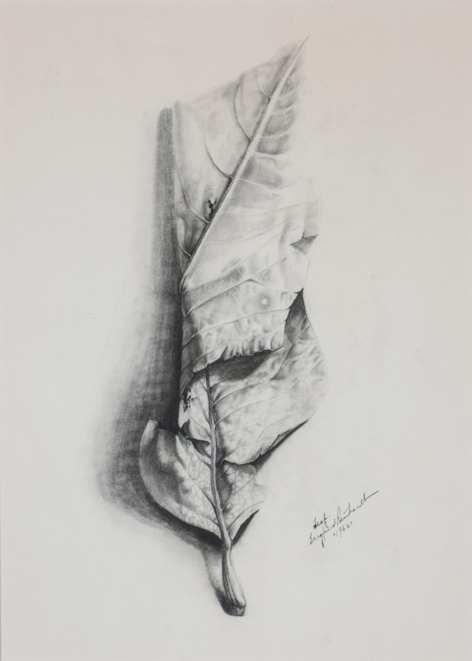 Siegfried Reinhardt, (American, 1925-1984), Botanical Studies, 1962