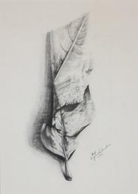 Siegfried Reinhardt, (American, 1925-1984), Botanical Studies, 1962