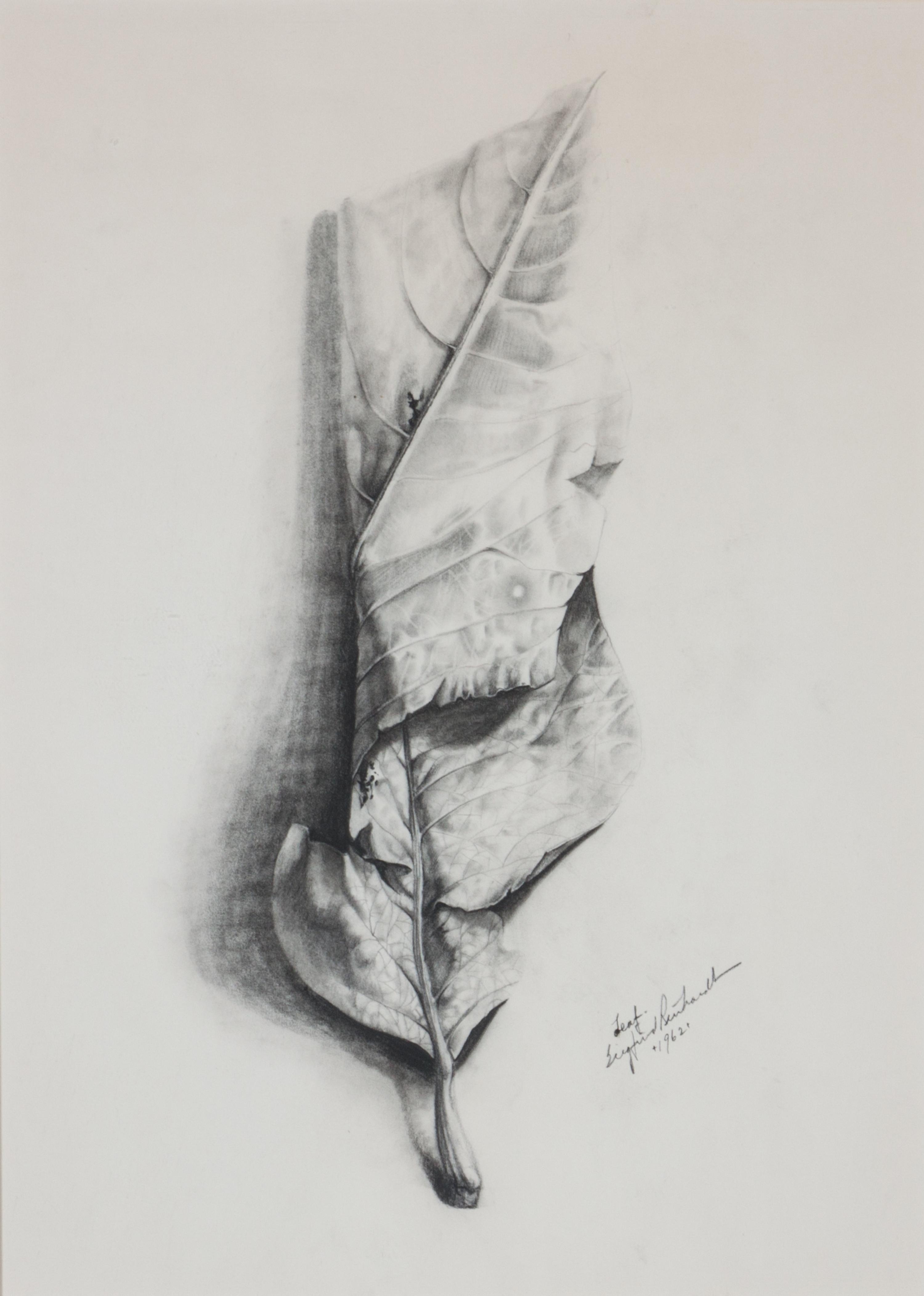 Siegfried Reinhardt, (American, 1925-1984), Botanical Studies, 1962