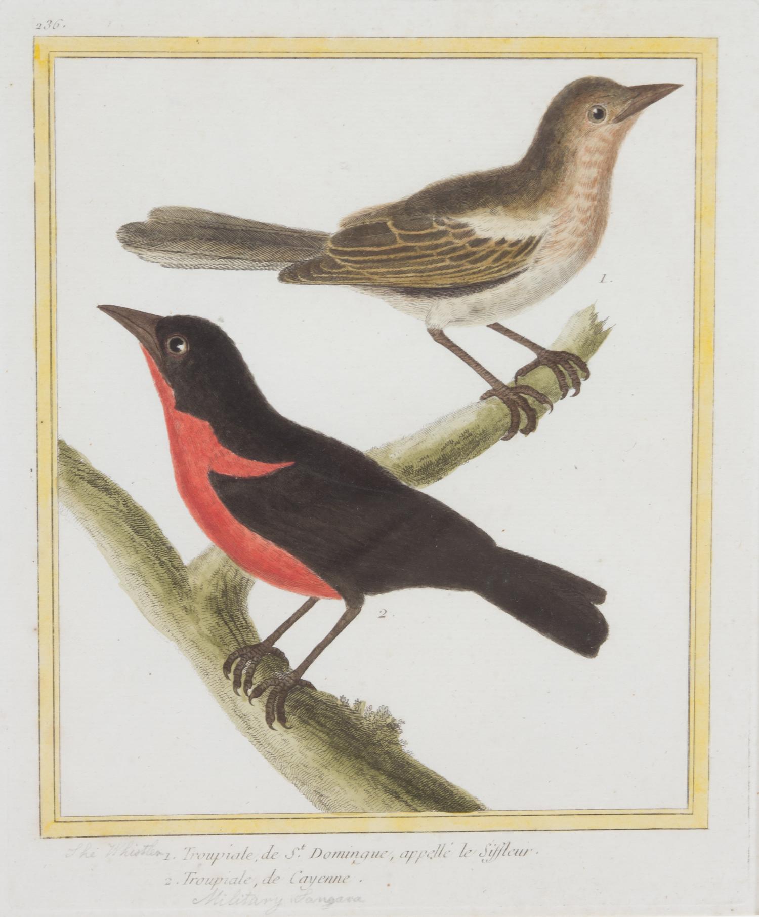 A Group of Six Hand-Colored Ornithological Engravings Height of each plate 9 1/2 x width 7 1/4 inches. — 20TH CENTURY