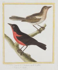 A Group of Six Hand-Colored Ornithological Engravings Height of each plate 9 1/2 x width 7 1/4 inches. — 20TH CENTURY