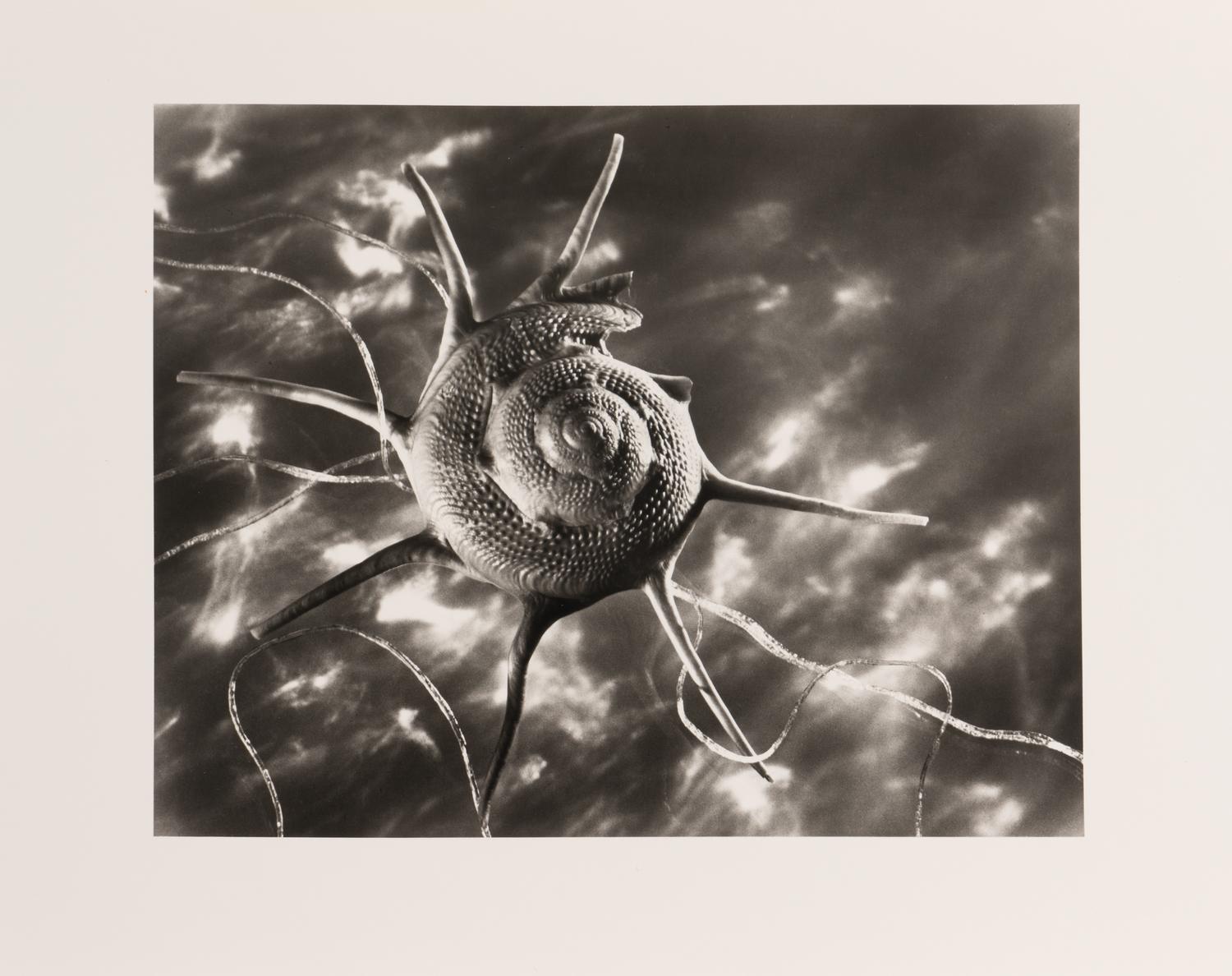Ruth Bernhard Starshell, 1943