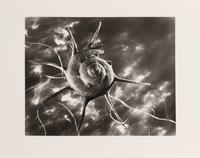 Ruth Bernhard Starshell, 1943