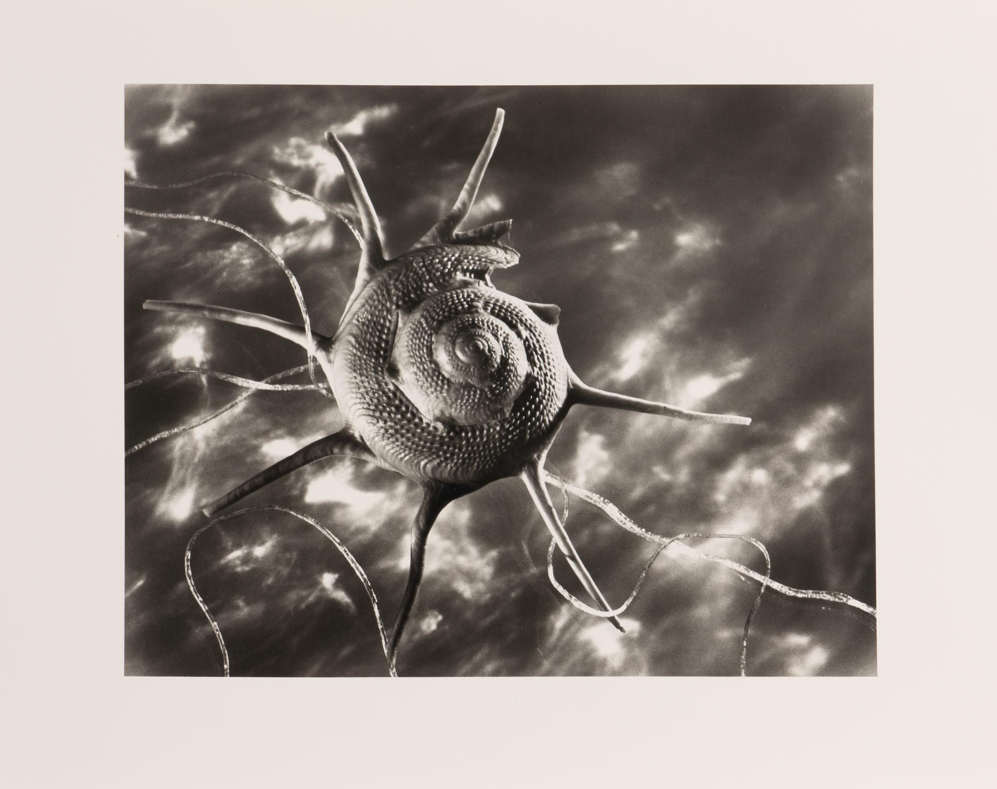 Ruth Bernhard Starshell, 1943