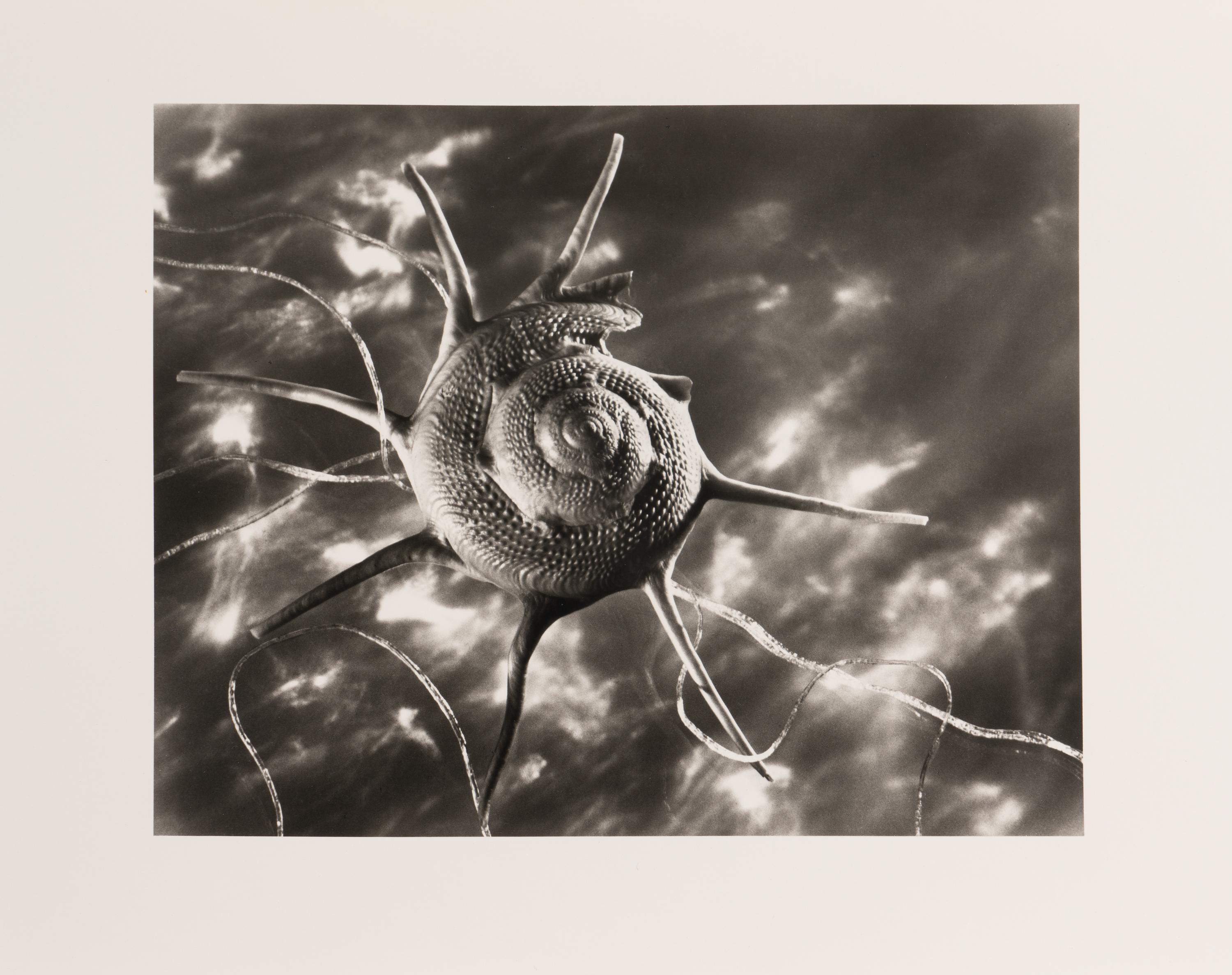 Ruth Bernhard Starshell, 1943