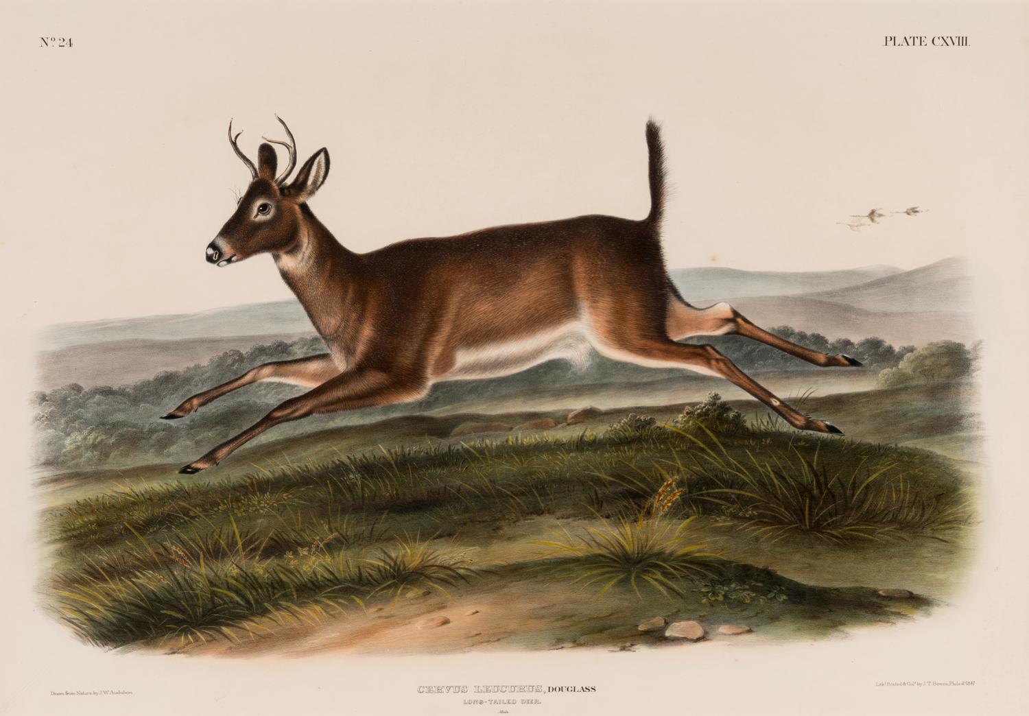 AUDUBON, John James (1785-1851) Long-Tailed Deer (Plate CXVIII) Cervus leucurus