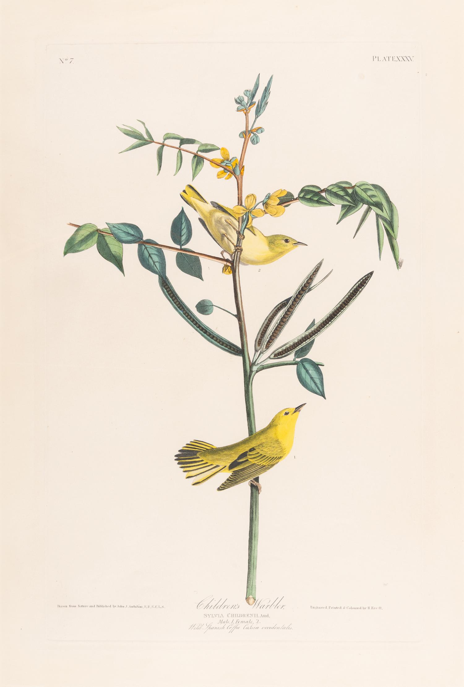 AUDUBON, John James (1785-1851).