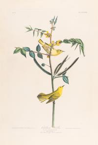 AUDUBON, John James (1785-1851).
