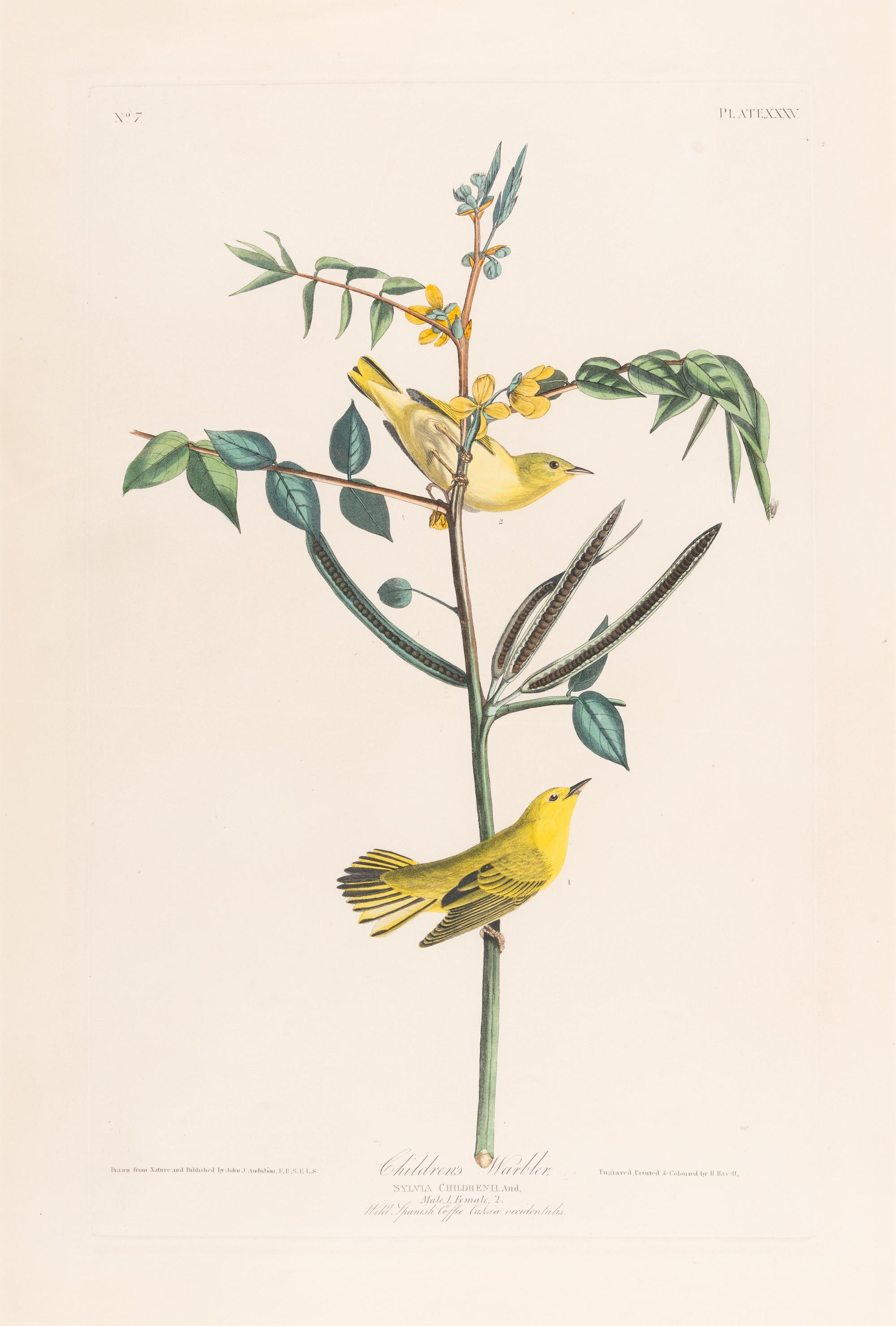 AUDUBON, John James (1785-1851).