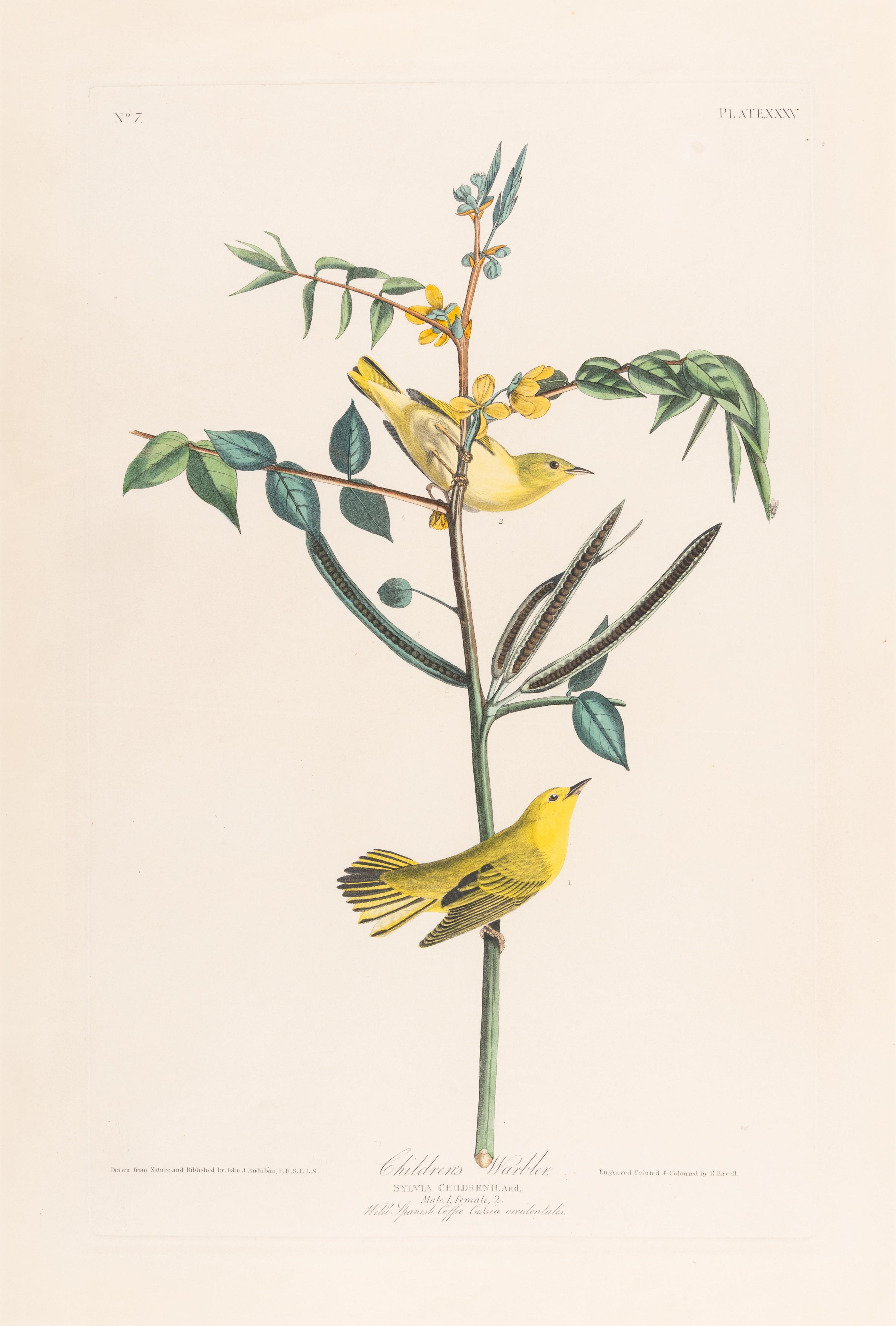 AUDUBON, John James (1785-1851).