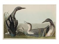 AUDUBON, John James (1785-1851)