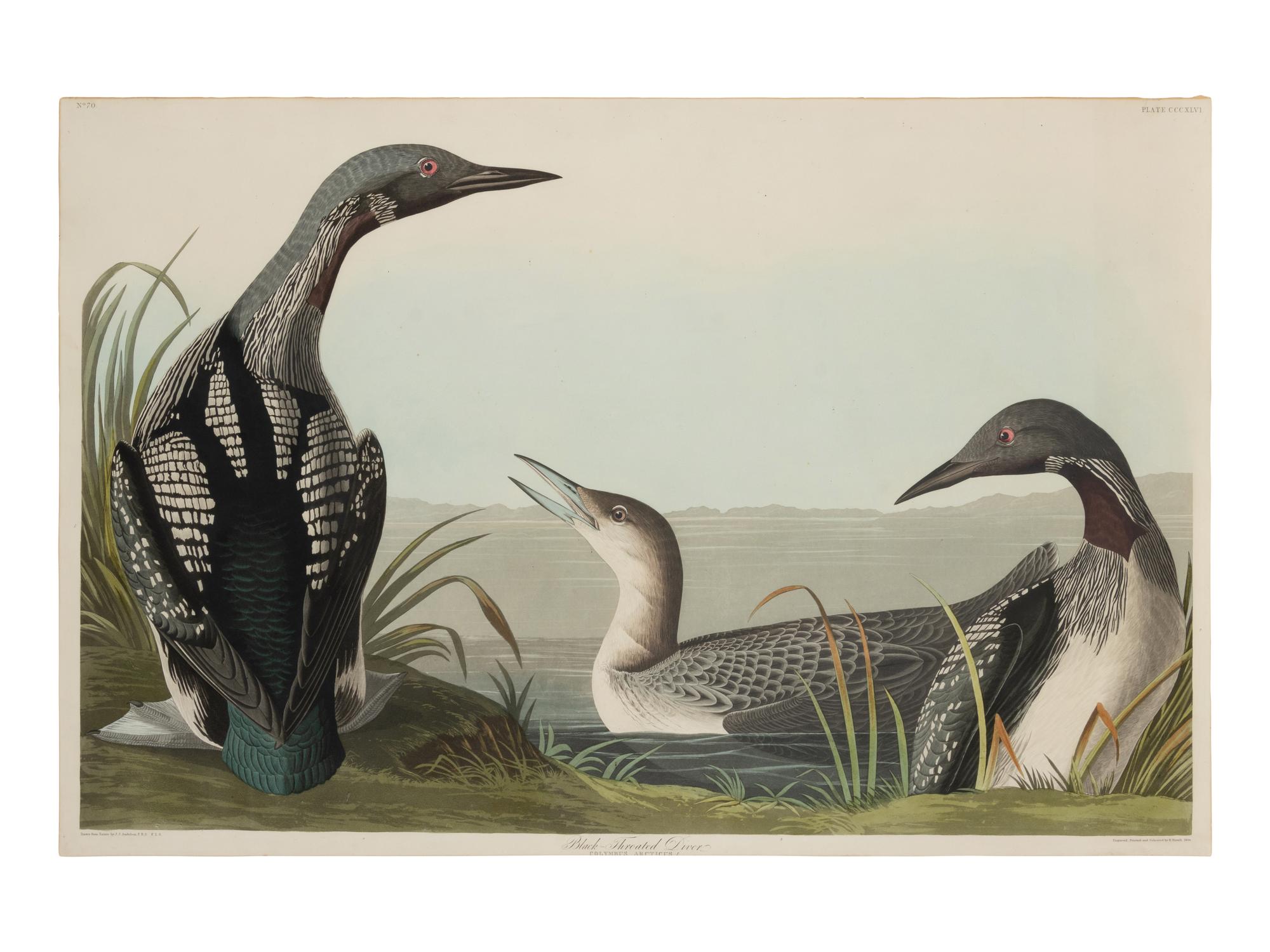 AUDUBON, John James (1785-1851)
