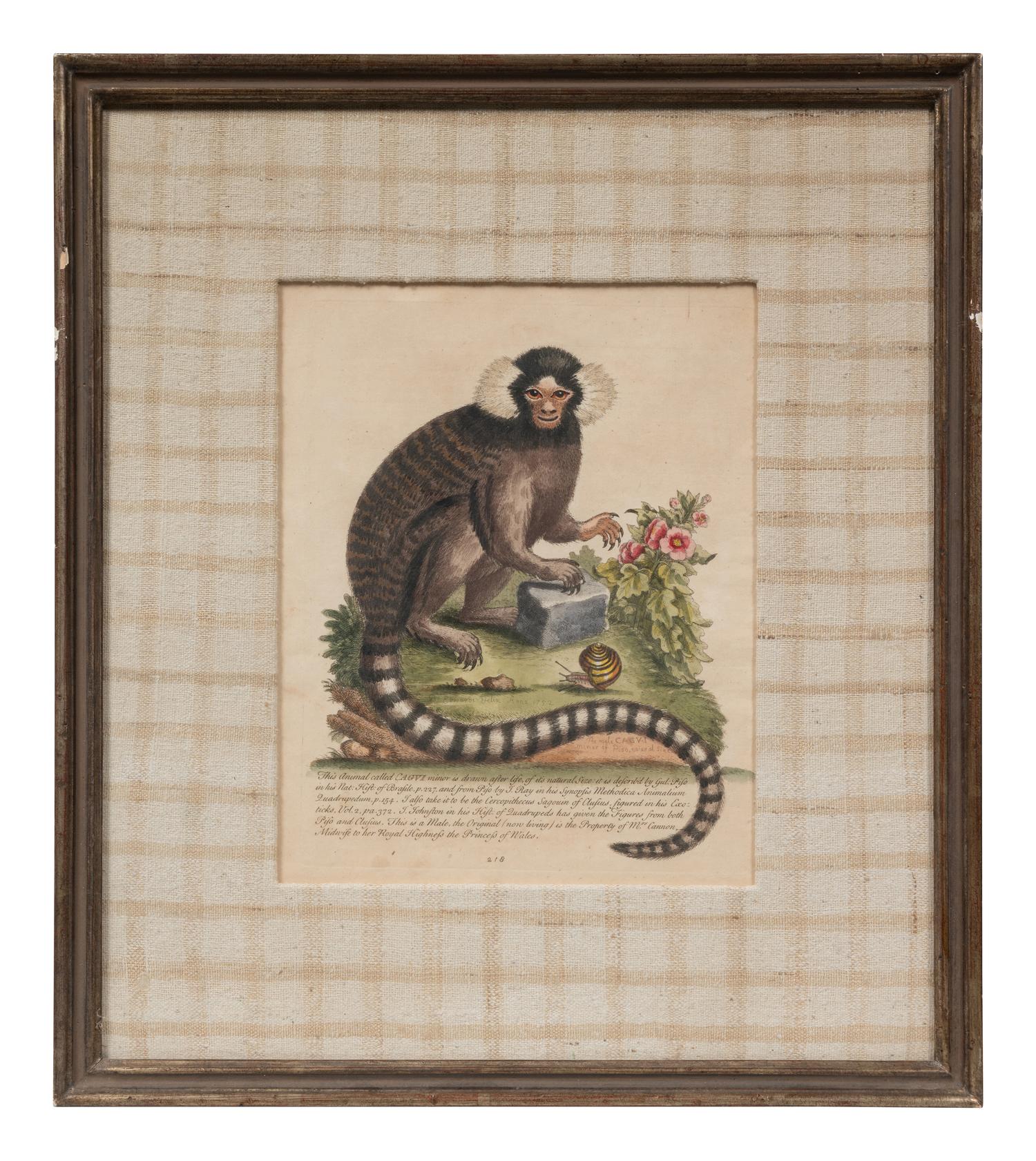 A Group of Six Continental Engravings Depicting Primates (Second Half 19th Century)