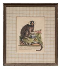 A Group of Six Continental Engravings Depicting Primates (Second Half 19th Century)