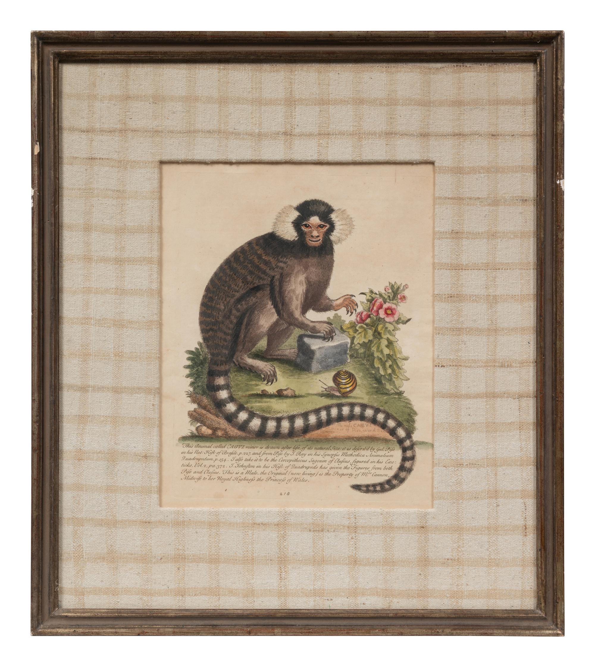 A Group of Six Continental Engravings Depicting Primates (Second Half 19th Century)