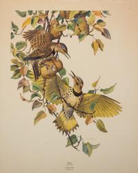 A Pair of Ornithological Prints