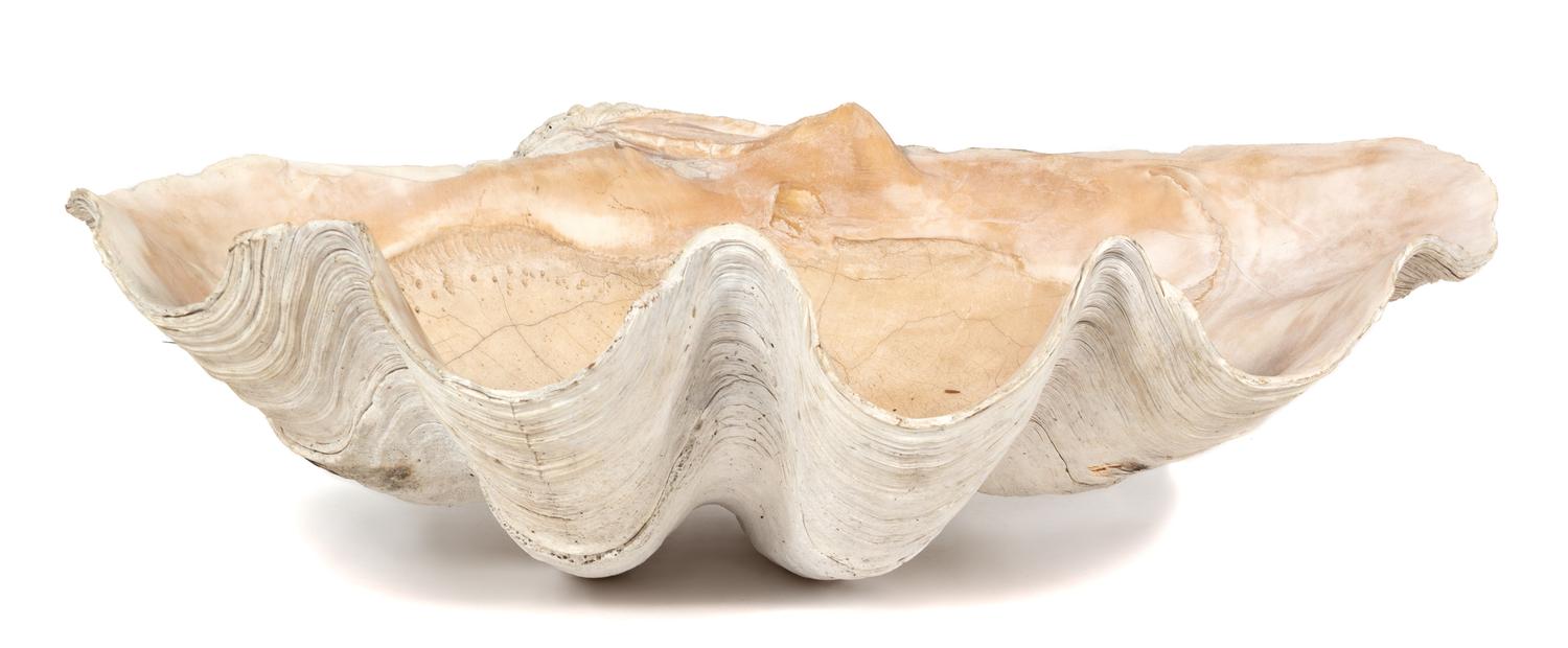 A Monumental Natural Clam Shell Height 25 x width 36 x depth 14 inches.