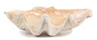 A Monumental Natural Clam Shell Height 25 x width 36 x depth 14 inches.