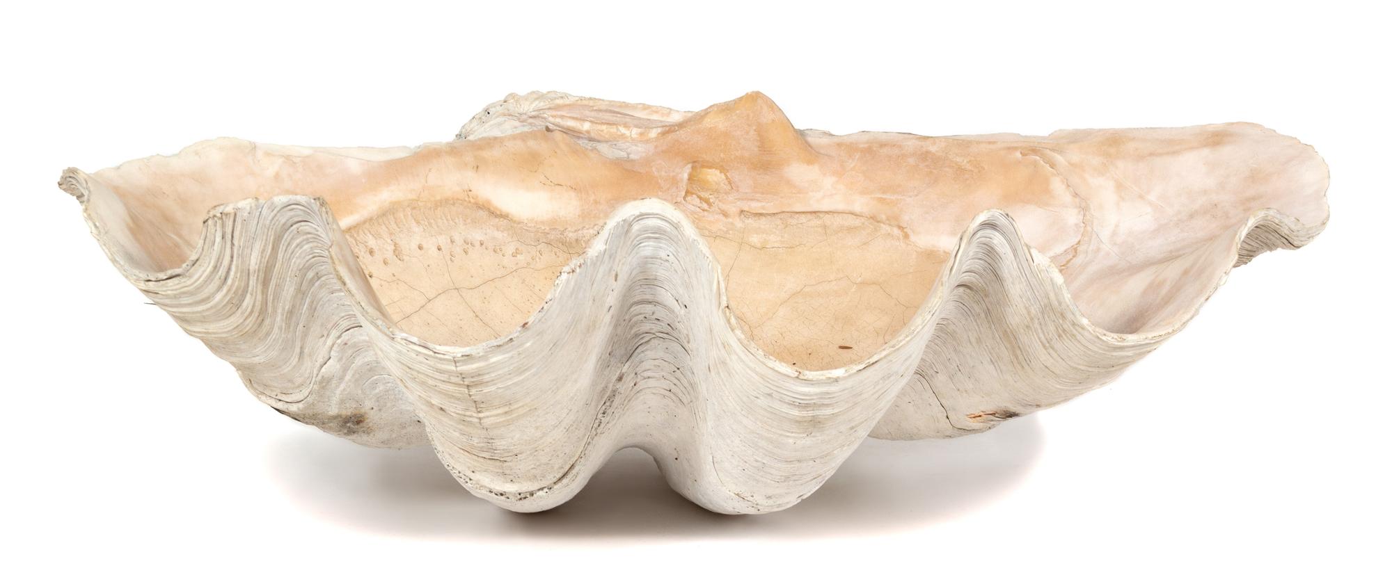 A Monumental Natural Clam Shell Height 25 x width 36 x depth 14 inches.