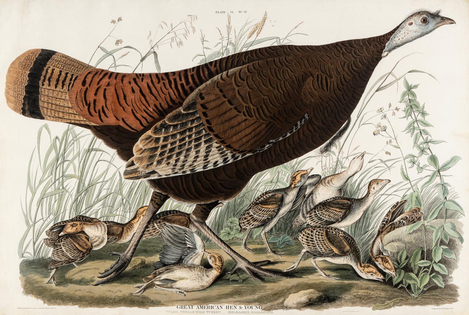 AUDUBON, John James (1785-1851) Great American Hen & Young (Plate VI) Vulgo, Female Wild Turkey.__Meleagris Gallopavo