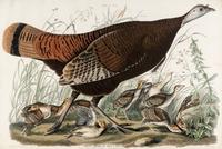AUDUBON, John James (1785-1851) Great American Hen & Young (Plate VI) Vulgo, Female Wild Turkey.__Meleagris Gallopavo