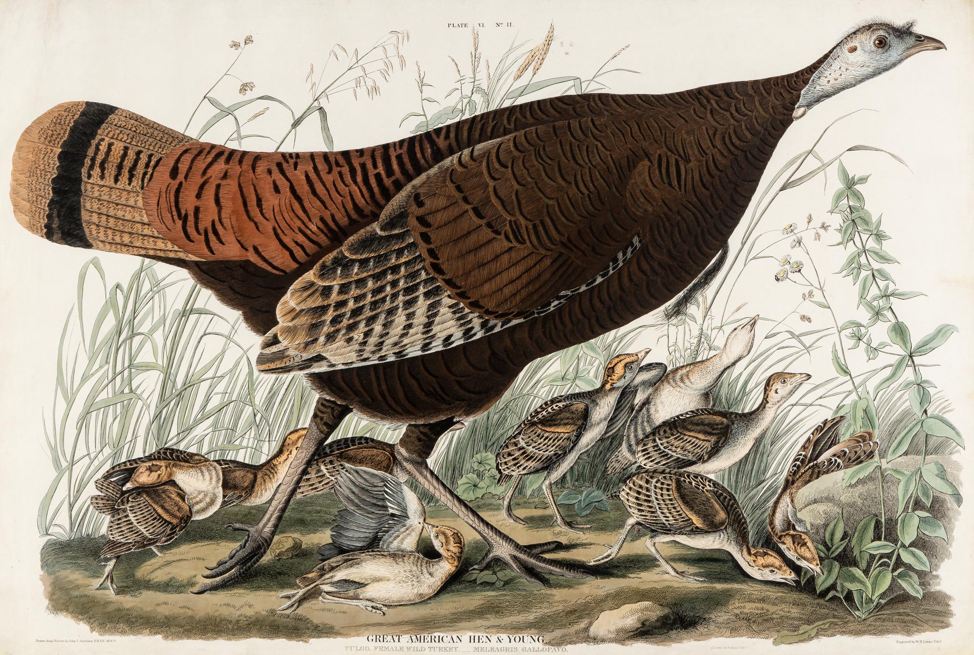 AUDUBON, John James (1785-1851) Great American Hen & Young (Plate VI) Vulgo, Female Wild Turkey.__Meleagris Gallopavo